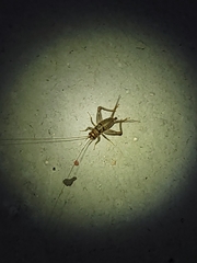 Gryllodes sigillatus