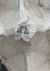 Meropleon diversicolor