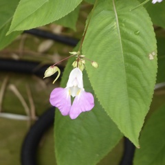 Impatiens balfourii