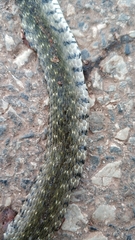 Fowlea flavipunctata