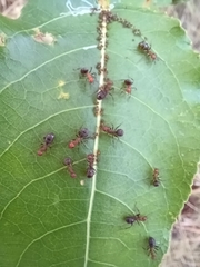 Formica obscuripes