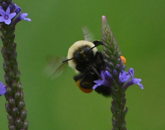 Bombus impatiens