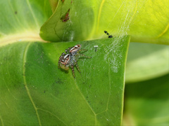 Cytaea