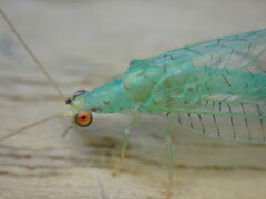 Pseudomallada flavifrons