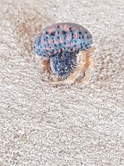 Mastophora carpogaster