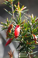 Stenanthera conostephioides