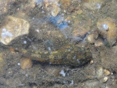 Cottus