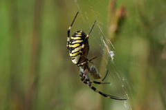 Argiope bruennichi