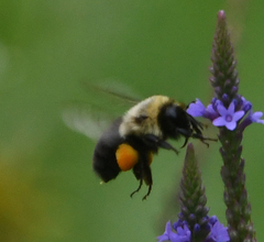 Bombus impatiens