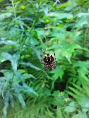 Araneus nordmanni