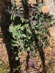 Lactuca virosa