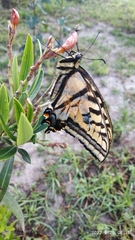 Papilio multicaudata