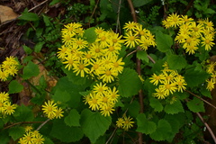 Sinosenecio oldhamianus
