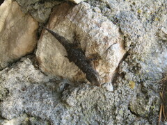 Tarentola mauritanica mauritanica