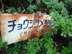 Rhododendron tetramerum