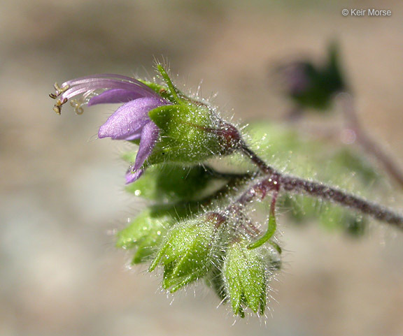 Trichostema simulatum