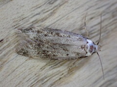 Endrosis sarcitrella