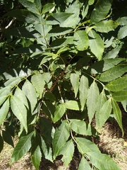 Fraxinus excelsior