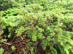 Rhododendron tetramerum