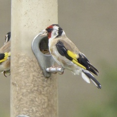 Carduelis carduelis