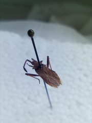 Coriomeris denticulatus