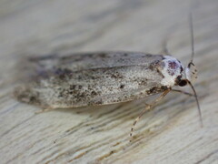 Endrosis sarcitrella