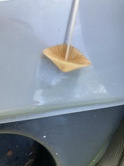 Conocybe apala