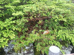 Rhododendron tetramerum