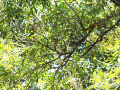 Pachycephala rufiventris