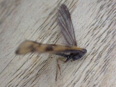 Mystacides longicornis