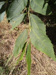 Fraxinus excelsior