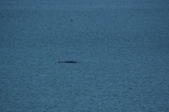 Balaenoptera acutorostrata