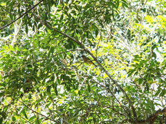 Pachycephala rufiventris