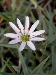 Stellaria