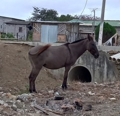 Equus