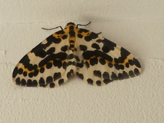 Abraxas grossulariata