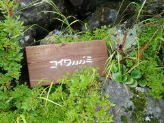 Schizocodon soldanelloides