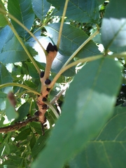 Fraxinus excelsior