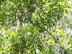 Pachycephala rufiventris