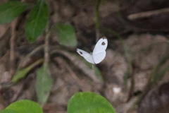 Leptosia nina