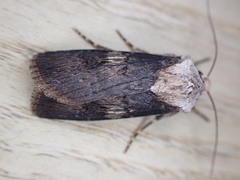 Agrotis puta