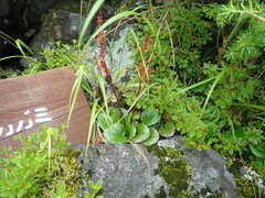 Schizocodon soldanelloides