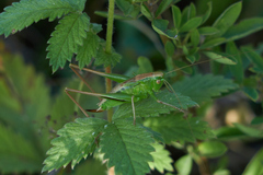 Tettigoniinae