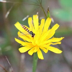 Sphaerophoria scripta