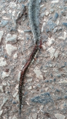 Fowlea flavipunctata