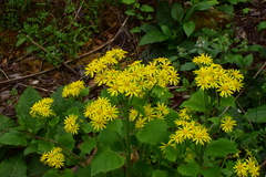 Sinosenecio oldhamianus