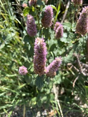 Agastache