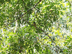 Pachycephala rufiventris