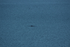 Balaenoptera acutorostrata