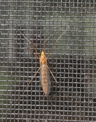 Nephrotoma ferruginea